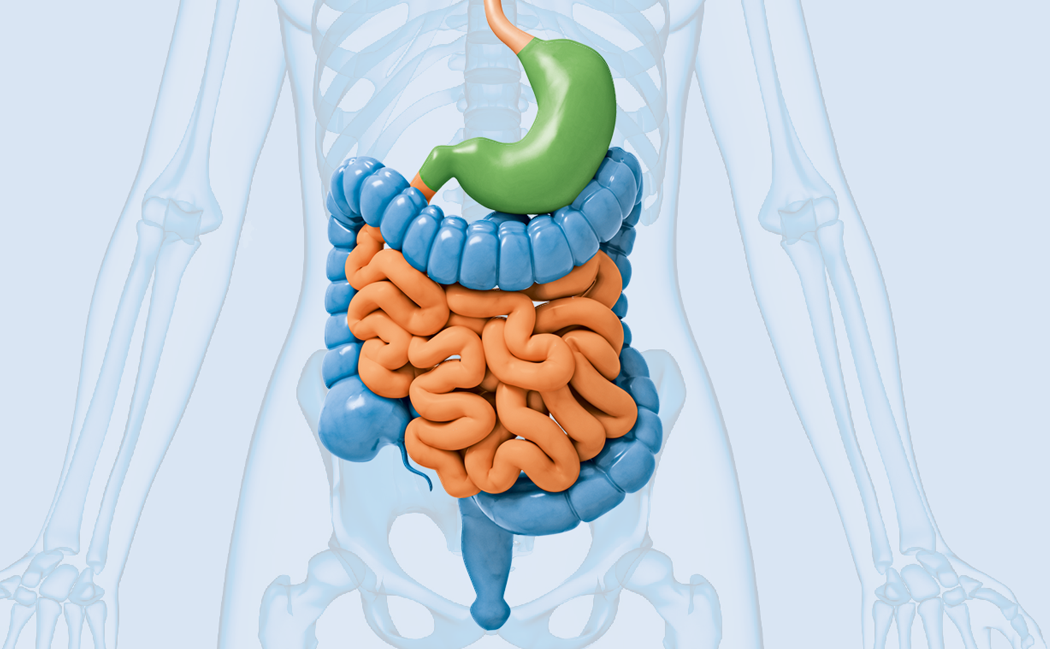 Schematsiches Bild des Bauchraumes mit Speiseröhre, Magen, Dickdarm und Dünndarm